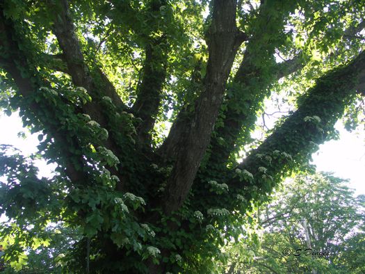 Climbing Hydrangea