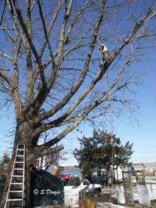 showing height of 100' oak tree and man half way up pruning
