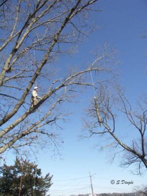 Tree Pruning