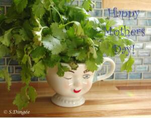 Happy Mothers Day! cilantro in a lady's face cup
