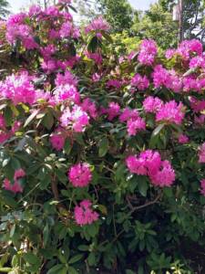 Rhododendron in bloom