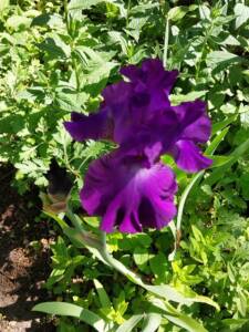 Purple Iris blooming
