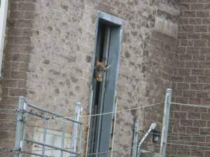 Giraffe peaking outside