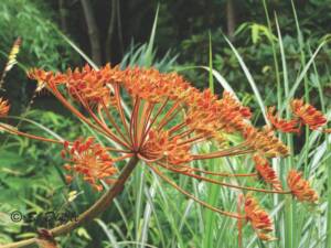 Bright orange Flower