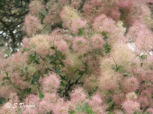 Pink fluffy Smoke bush in Bloom