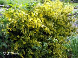 Photo of Euonymus covering 4 ft chain link fence