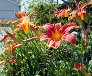 Photo of orange native day lilies