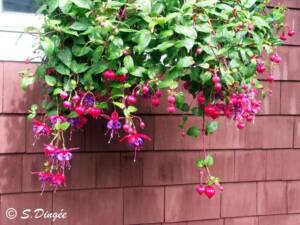 Beautiful hanging Fuschia