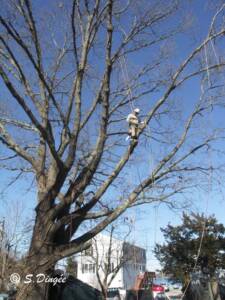 Large old Oak in the winter